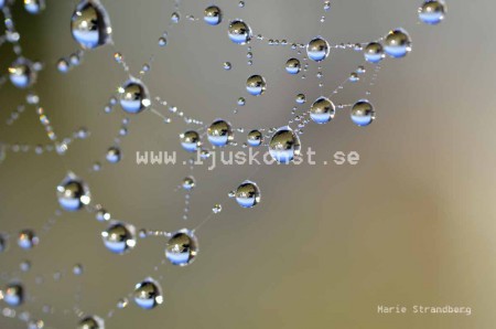 Spindelvävsdagg