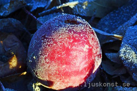 Äppelfrost