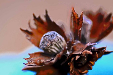 Hasselnöt i oskärpa2