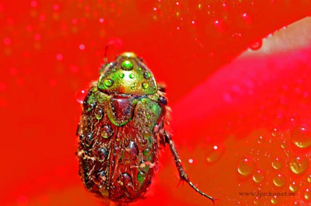 Guldbagge el rymdskepp