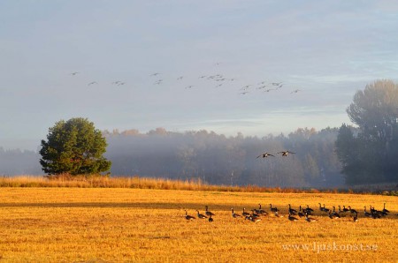 Höst o tre skikt av gäss